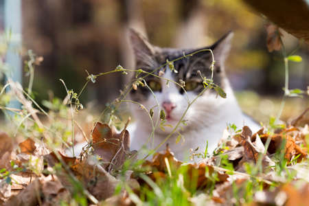 Cat in an autumn park. Cat sitting on the leavesの写真素材