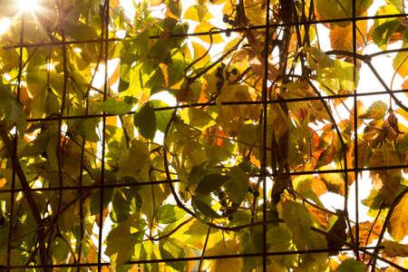Parthenocissusの写真素材