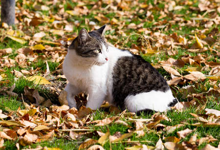 Cat in an autumn park. Cat sitting on the leavesの写真素材