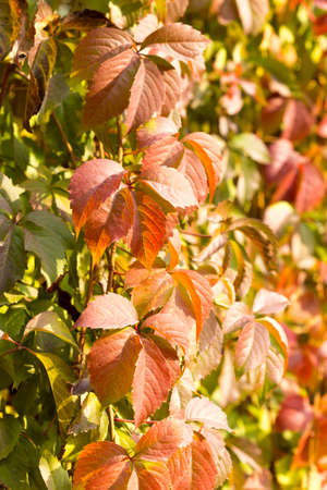 Parthenocissus background.の写真素材