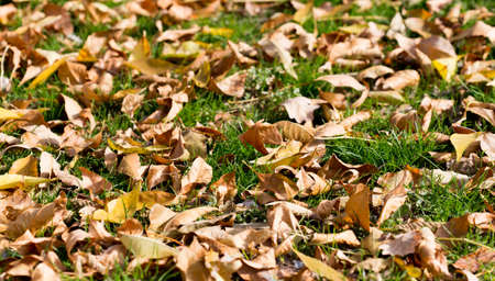 Cat in an autumn park. Cat sitting on the leavesの写真素材