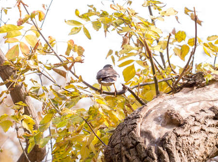 Sparrow on a tree against the blue skyの写真素材