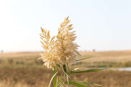 Beautiful serene waving reed in the sunlightの写真素材