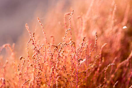 Close up of kochias plant in autumn at Kawaguchiko lake , Yamanashi prefecture , Japanの写真素材