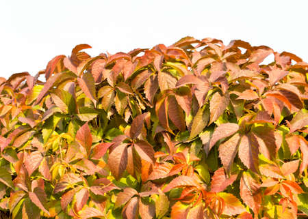 Parthenocissus backgroundの写真素材