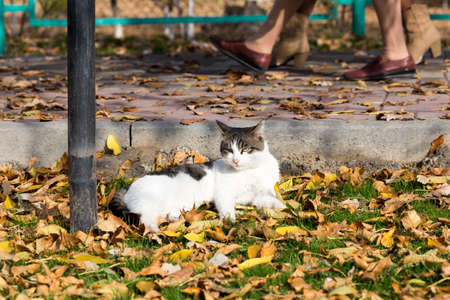 Cat in an autumn park. Cat sitting on the leavesの写真素材