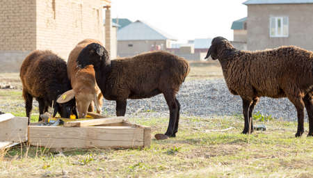 flock of sheep on green grassの写真素材