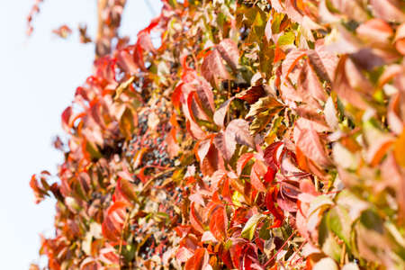 Parthenocissus backgroundの写真素材