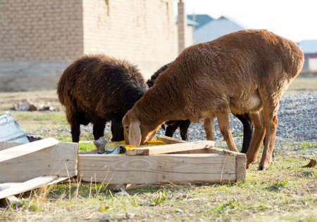 flock of sheep on green grassの写真素材