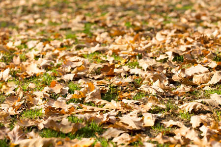 Colorful autumn leavesの写真素材