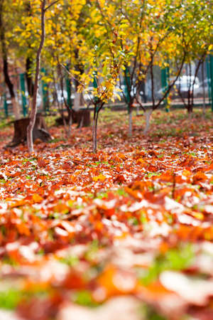 Colorful autumn leavesの写真素材