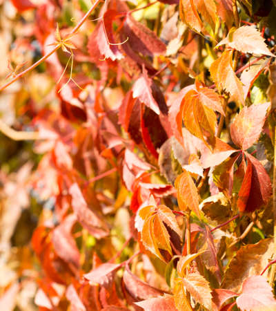 Parthenocissus backgroundの写真素材