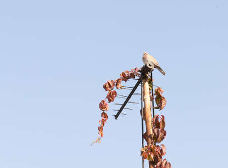 pigeon sitting on the antenna that is covered with the leaves of the maiden grapesの写真素材