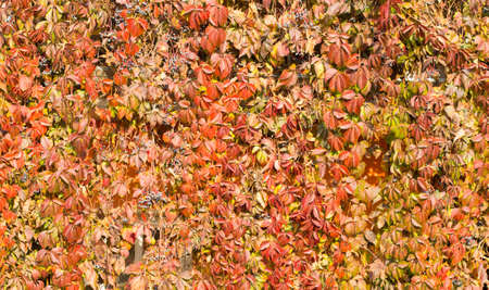 Parthenocissus backgroundの写真素材