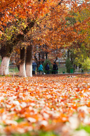 Colorful autumn leavesの写真素材