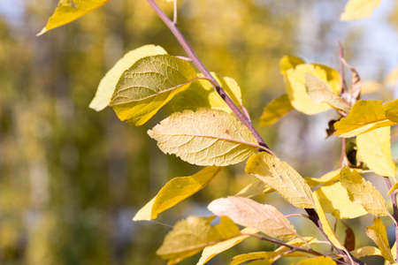 Autumn. Tree with yellow leavesの写真素材