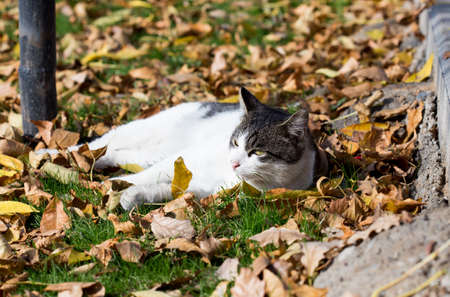 Cat in an autumn park. Cat sitting on the leavesの写真素材