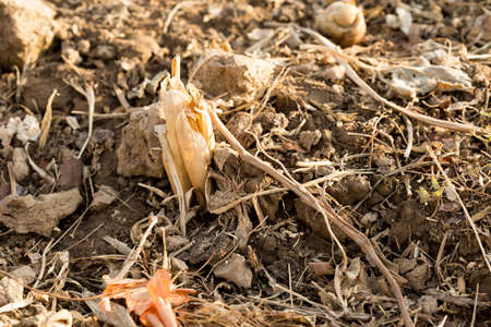 Corn stubble field on cornの写真素材