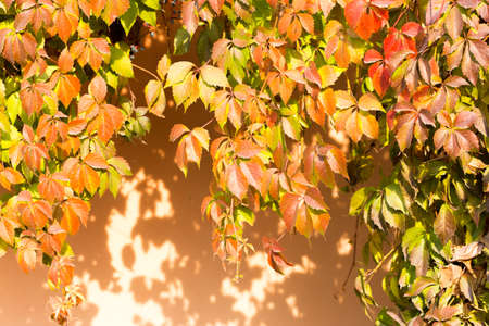 Parthenocissus backgroundの写真素材