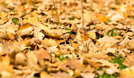 Colorful autumn leavesの写真素材