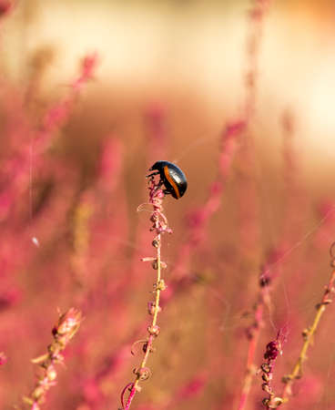 beetle on branch grass kochiaの写真素材