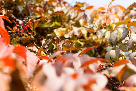 Parthenocissus backgroundの写真素材