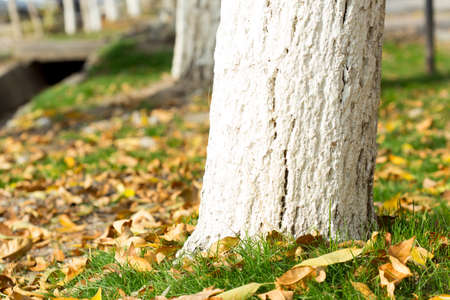 Colorful autumn leavesの写真素材