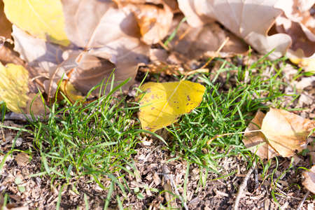 Colorful autumn leavesの写真素材