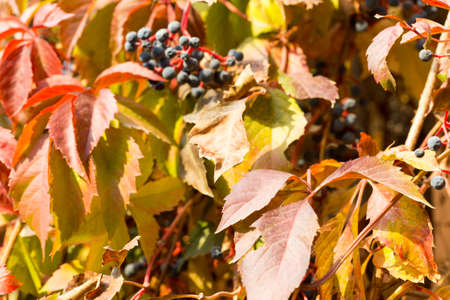 Parthenocissus backgroundの写真素材