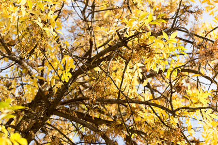 yellow leaves of trees in autumnの写真素材