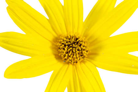 yellow daisy flower isolated on white backgroundの写真素材