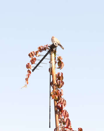 pigeon sitting on the antenna that is covered with the leaves of the maiden grapesの写真素材