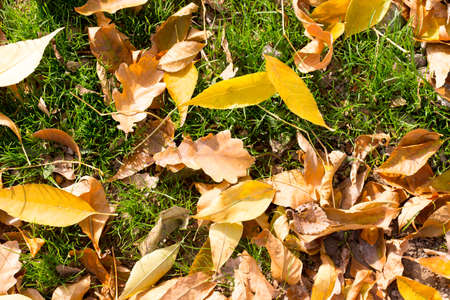 Colorful autumn leavesの写真素材