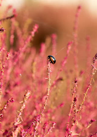 beetle on branch grass kochiaの写真素材