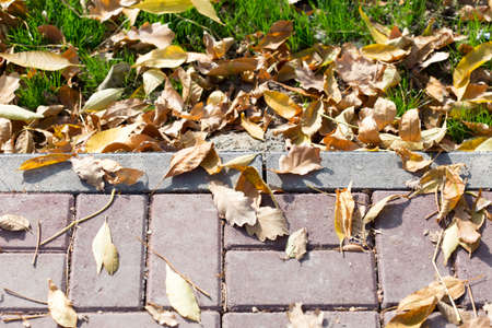 Autumn Leaves by the Sidewalkの写真素材