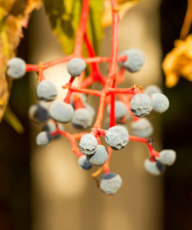 Parthenocissusの写真素材
