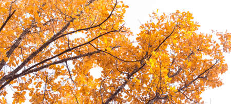 the leaves on the tree in nature in autumnの写真素材