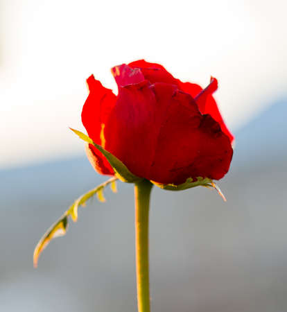 rose flower in the gardenの写真素材