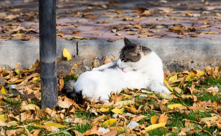 Cat in an autumn park. Cat sitting on the leavesの写真素材