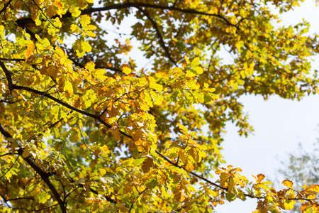 yellow leaves of trees in autumnの写真素材