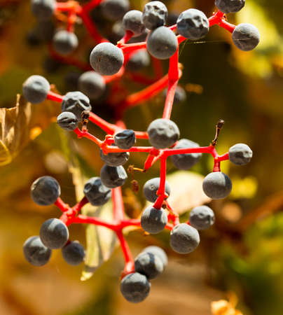 Parthenocissus backgroundの写真素材