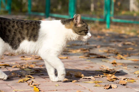Cat in an autumn park. Cat sitting on the leavesの写真素材