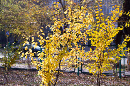 Autumn. Tree with yellow leavesの写真素材