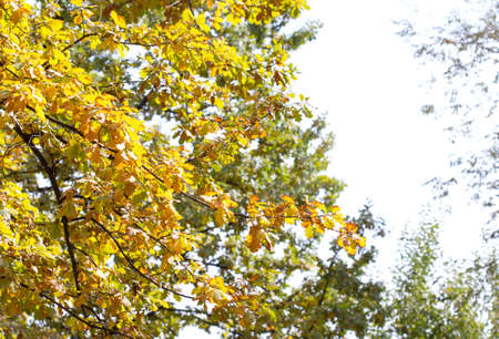 yellow leaves of trees in autumnの写真素材