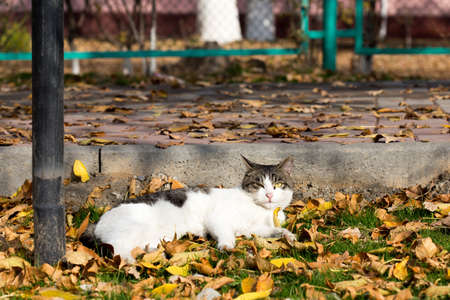 Cat in an autumn park. Cat sitting on the leavesの写真素材