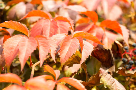Parthenocissus backgroundの写真素材
