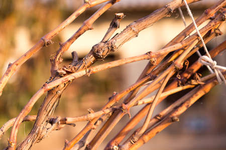 Vineyards at sunset in autumn harvest. Ripe grapes in fall. branches of grape leaves.の写真素材
