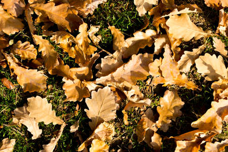 Colorful autumn leavesの写真素材