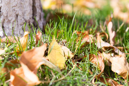 Colorful autumn leavesの写真素材
