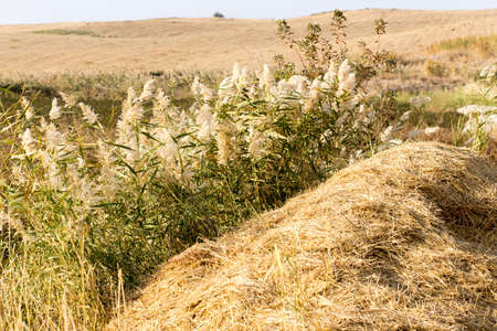 Beautiful serene waving reed in the sunlightの写真素材